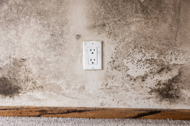 Best Commercial Mold Inspection  in Silver Bay, MN